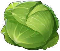 普通糖心包菜