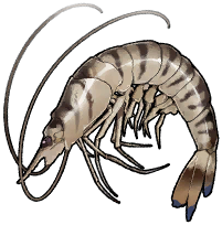 虎纹虾